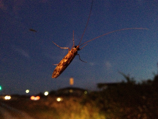 BLOG20130523008.jpg