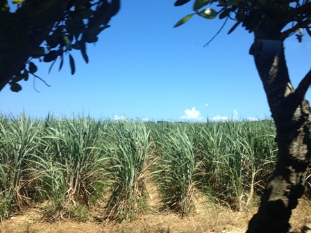 BLOG2013060205 サトウキビ畑.jpg