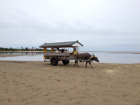 BLOG2013060413 由布島の水牛.jpg