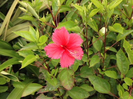 BLOG2013060415 ハイビスカスの花.jpg