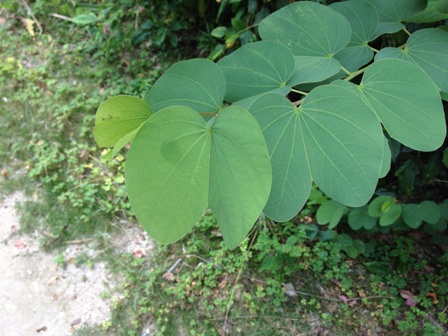 BLOG2013060417 変わった葉ですね.jpg